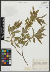 Foto von Salix alba L. x Salix fragilis L.